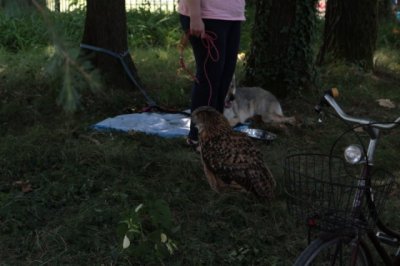 La Festa